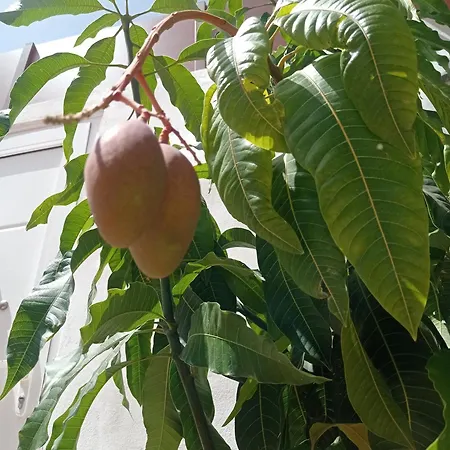 וילה Abona Cave House *